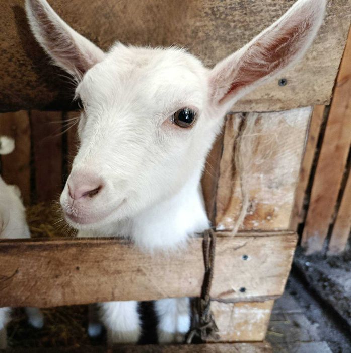 Козичка (зааненка)