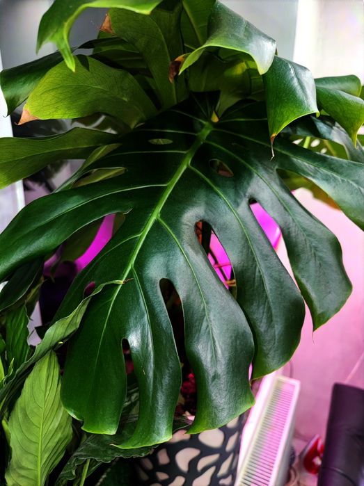 Кімнатна рослина Монстера делікатесна monstera deliciosa