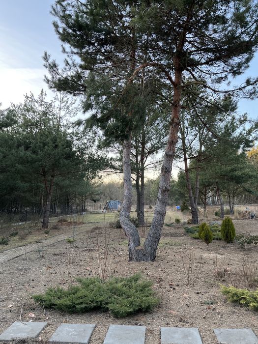 Wycięcie 19 drzew (sosna samosiejka)