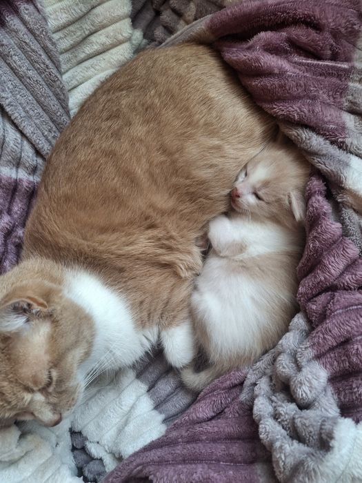 Котик в добрі руки