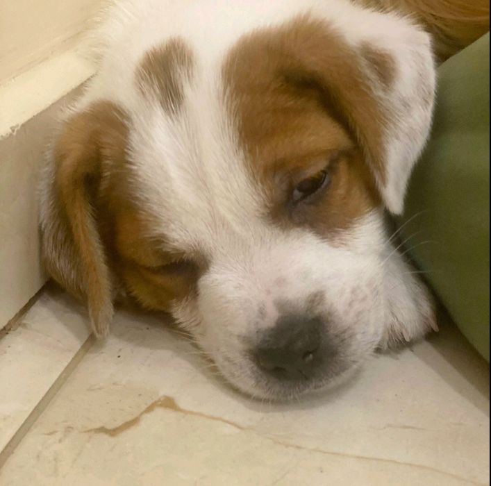 Джек Рассел тер'єр з документами клубу КСУ