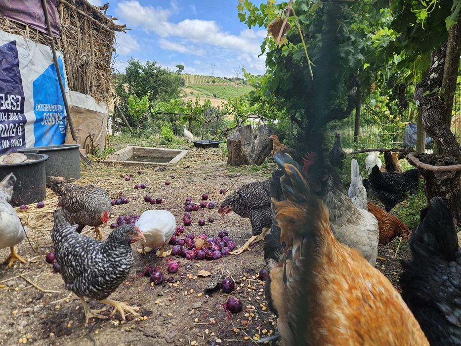 Ovos caseiros para venda