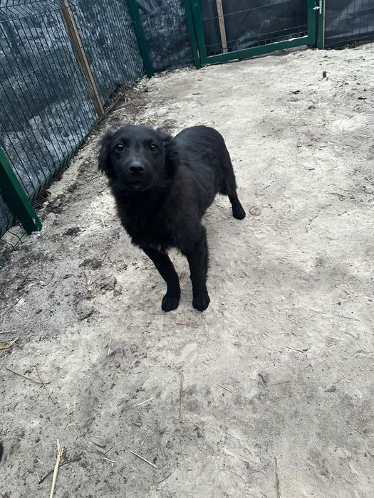 Щенок мальчик 7 месяцев ждёт добрые ручки