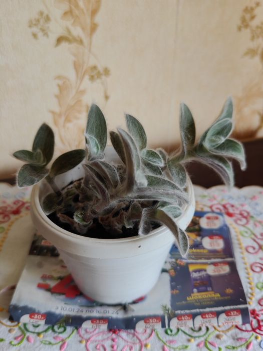 Традеска́нция силламонта́на