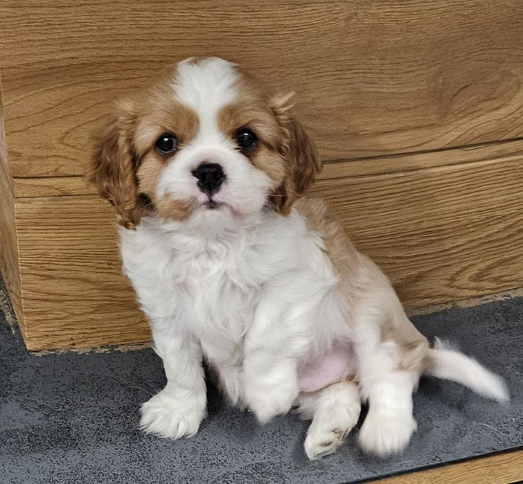 Cavalier King Charles Spaniel