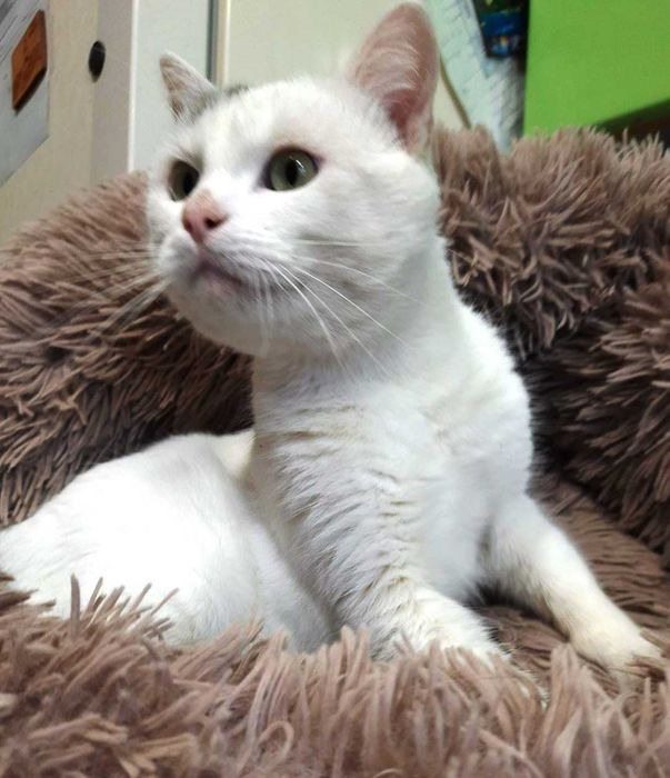 Ласкавий котик у добрі руки