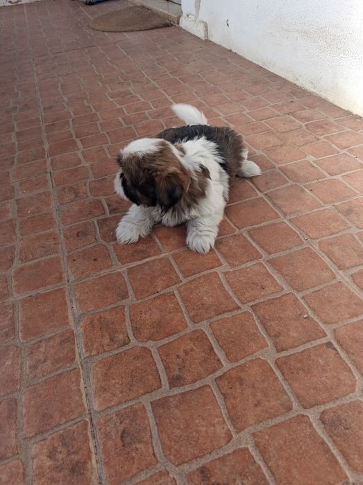 Shih tzu ( macho)