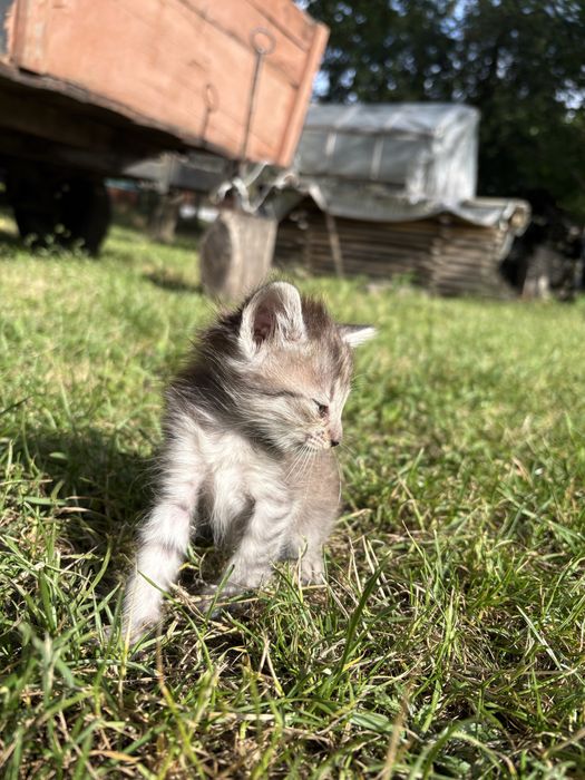 Кошенята шукають люблячий дім.