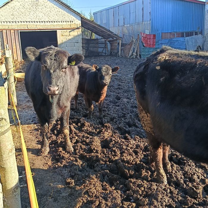 Angus Krowy i jałówki cielaki