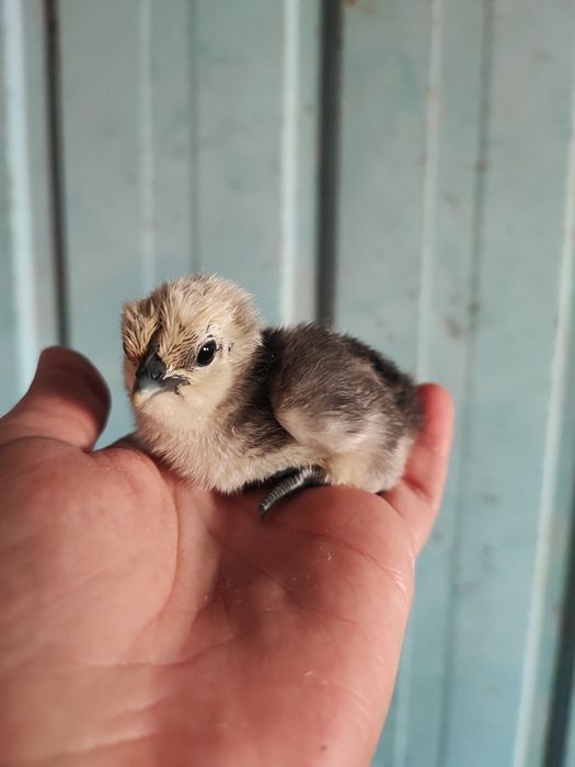 Курчата Люйкедандзи