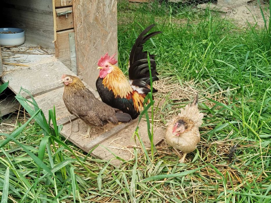 Jaja lęgowe karzełek łapciaty, serama