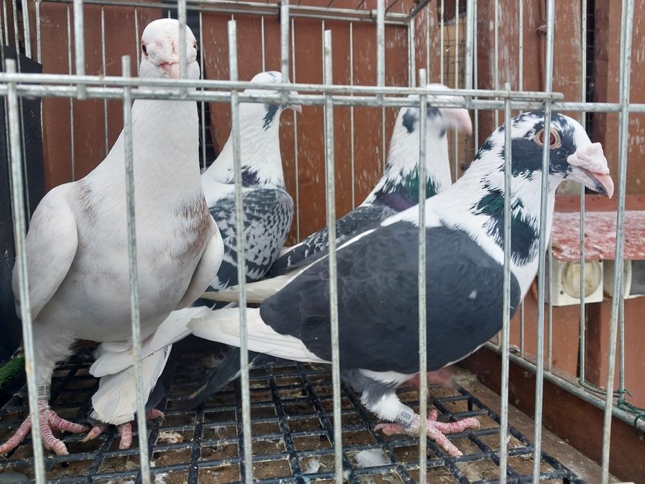 Gołębie staropolskie