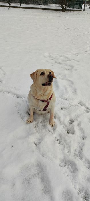Oddam labladora PILNIE