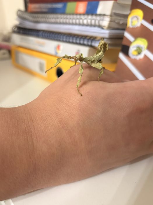 Straszyki australijskie nie wysylam