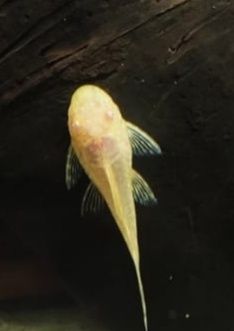 Glonojad zbrojnik żółty i pospolity - dowóz Warszawa i okolice.