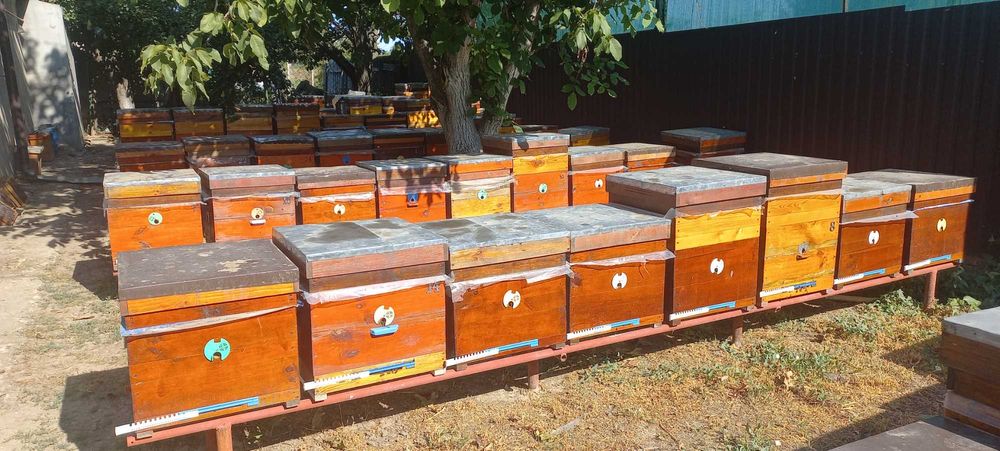 Вулики Дадан 12 рамок, та магазині надставки  на 145