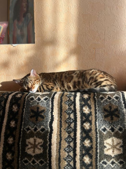 Бенгальський котик, котеня, бенгал, хлопчик