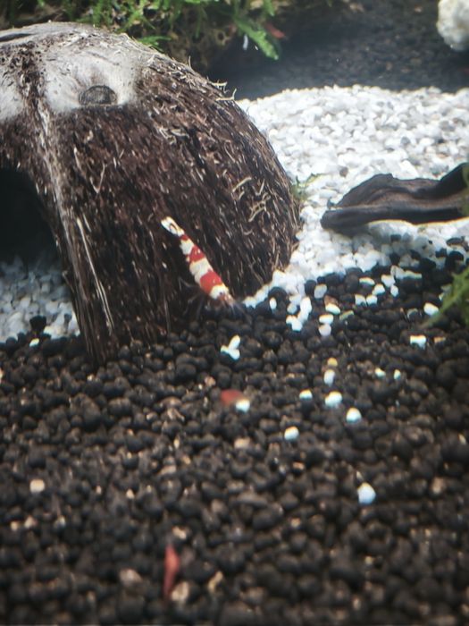 Camarões Caridina Crystal Red/black/white/tiger