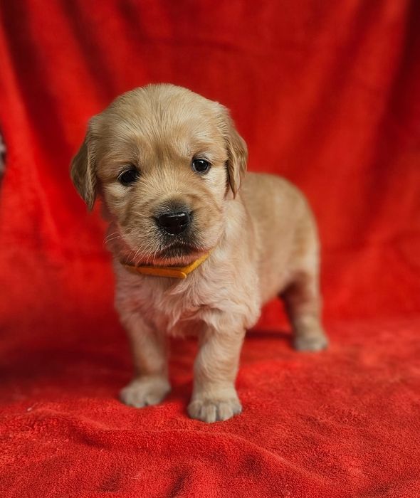 Golden Retriever Macho