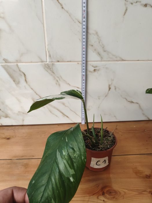 Lote de plantas monsteras variagatas
