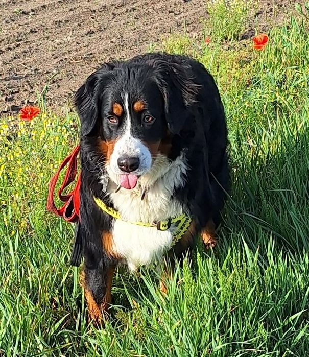 Mloda suczka szuka domu