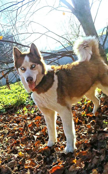 Adoptuj psa północy, piękne suczki i psy husky szukają domów