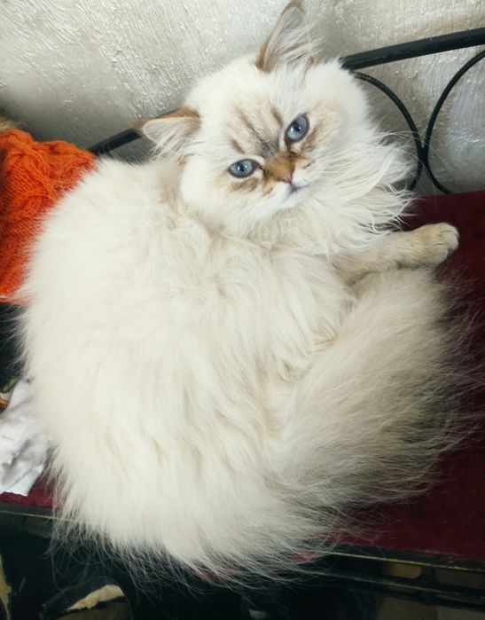 Кошенята Шотландські Блю Поінт
