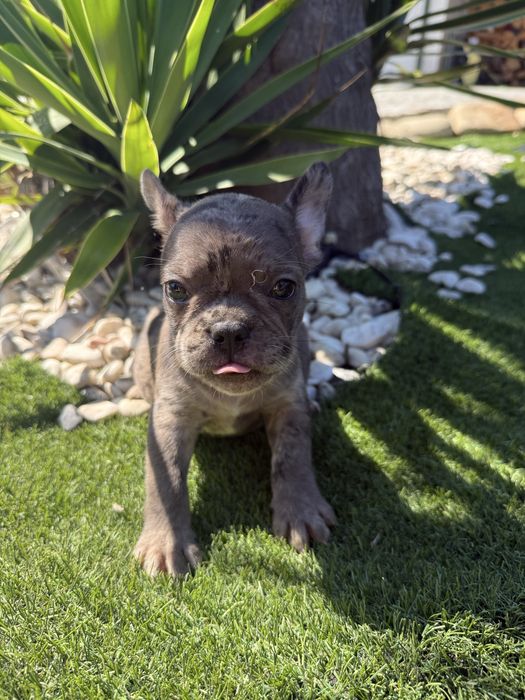 Bulldog francês choco merle maguenifico
