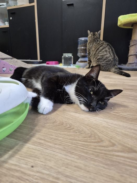 Kot, kotka, kociak GÓRKA