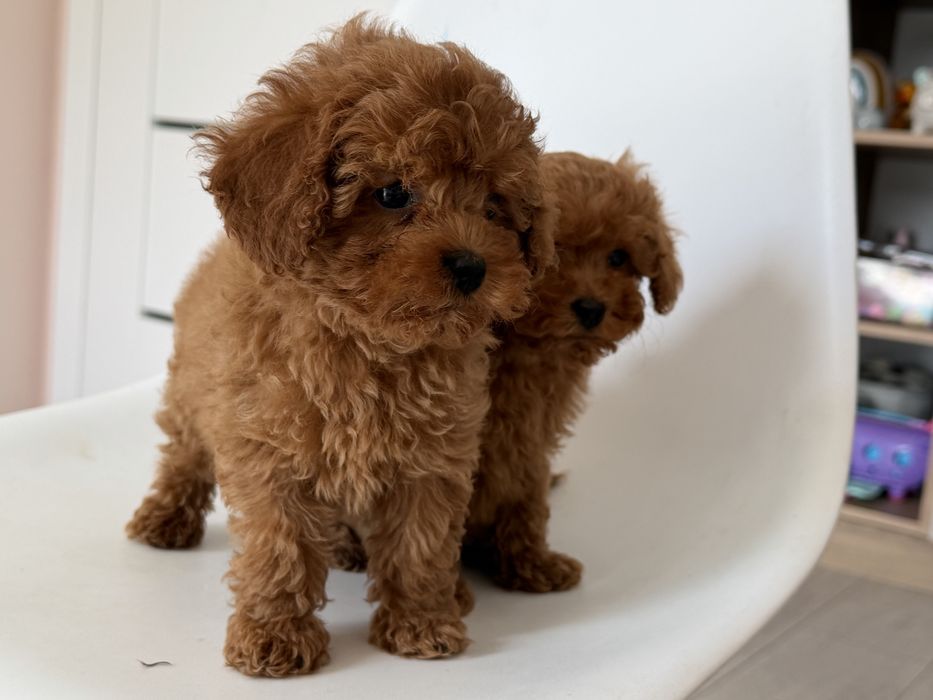 Cavapoo - suczka ;)