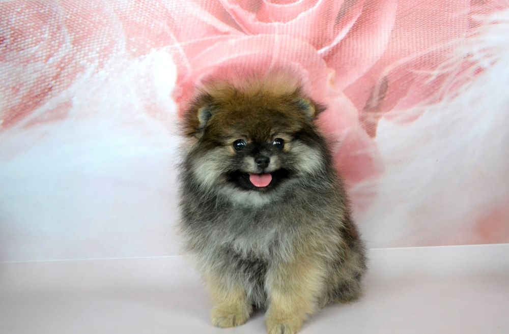 Дітки шпиці ( пом)