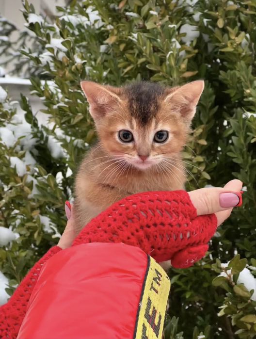 Ласкаві та милі кошенята