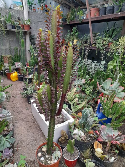 Catos e suculentas