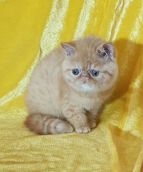 Экзот, экзотический котенок