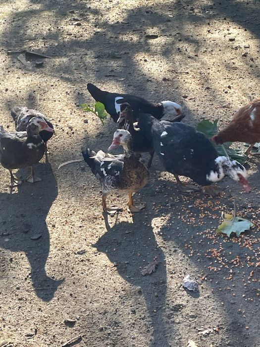 Patos 15€ cada um