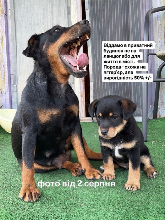 Щеня (мама яґдтерʼєр) дівчинка Яготин собака