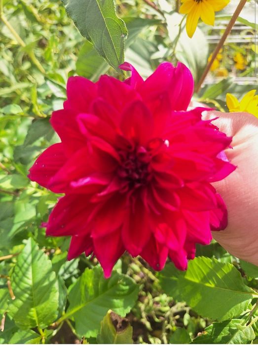 Цветы Георгина набор 4 вида