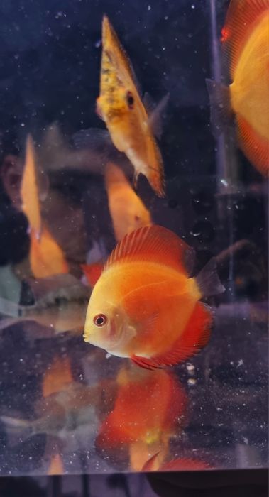 Paletka dyskowiec red melon i solid red młode