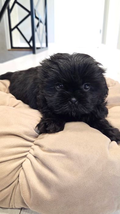 Shih tzu czarny piesek
