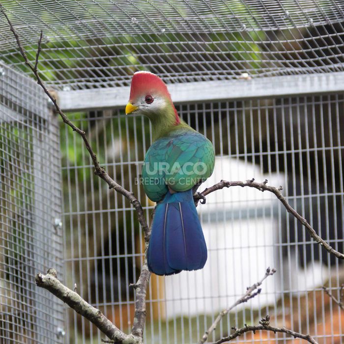 Turaco de Crista Vermelha