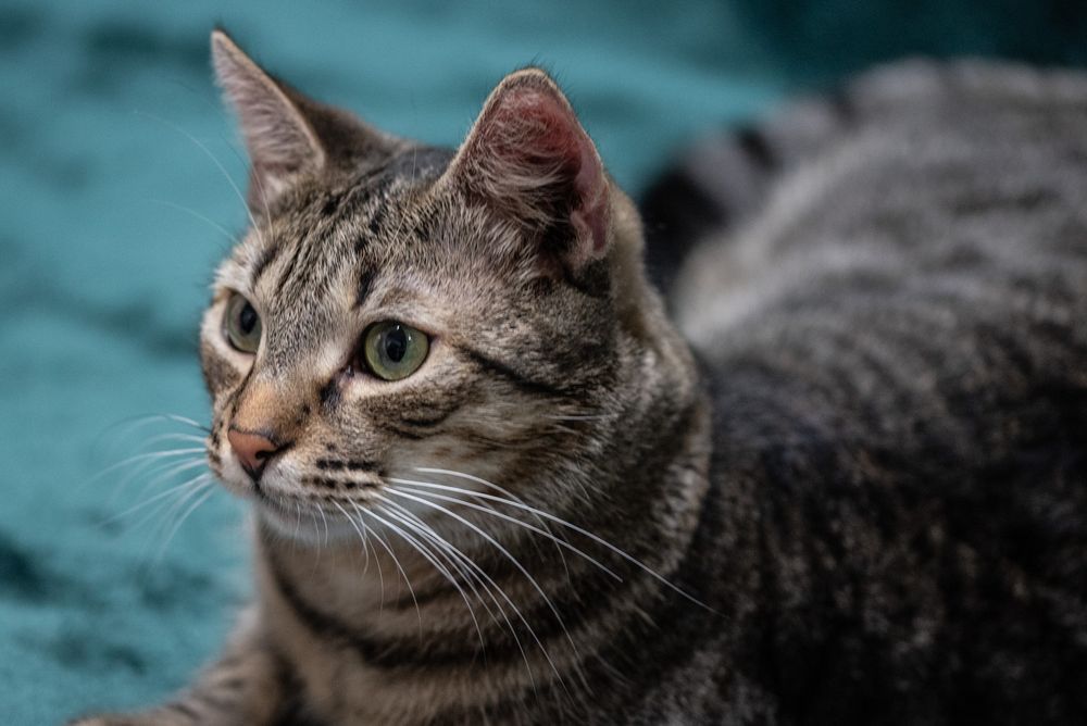 Uroczy kotek ANCYMON szuka kochającego opiekuna/Poznań