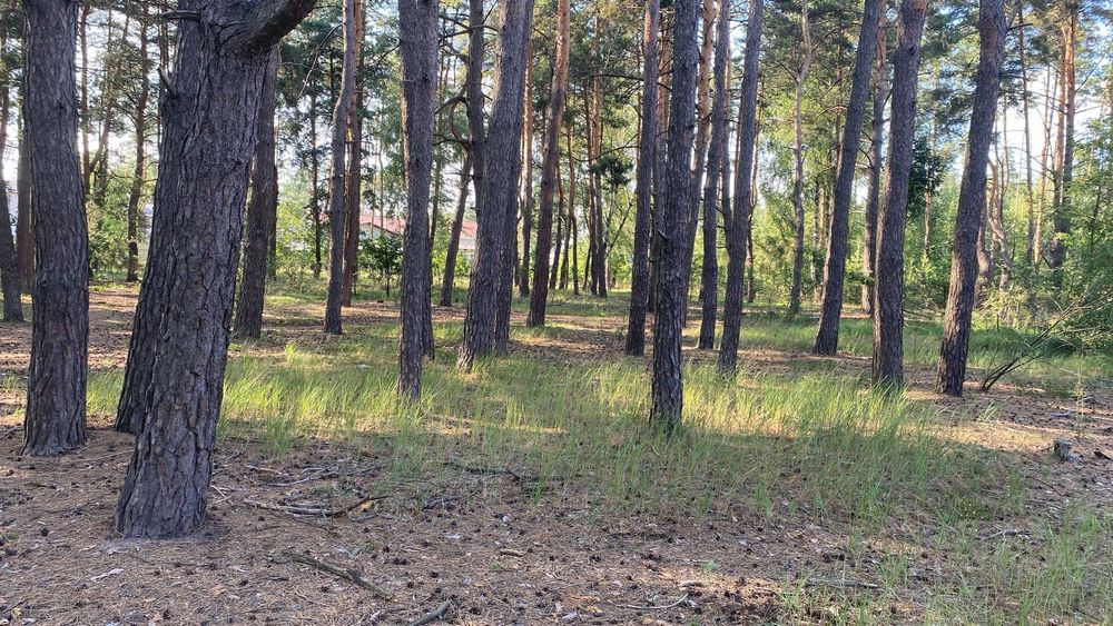 1 Земельна ділянка з ЛІСОМ в с. Мархалевка під  житлову забудову.