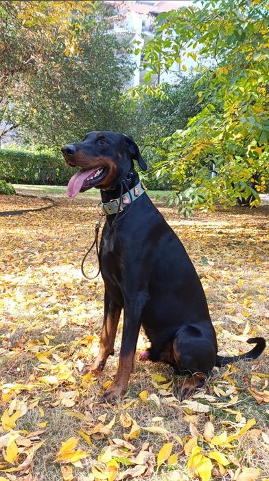Doberman reproduktor
