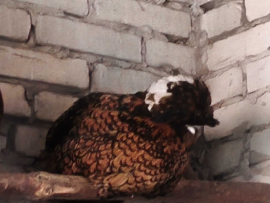 15 sztuk jajka lęgowe kur ozdobnych