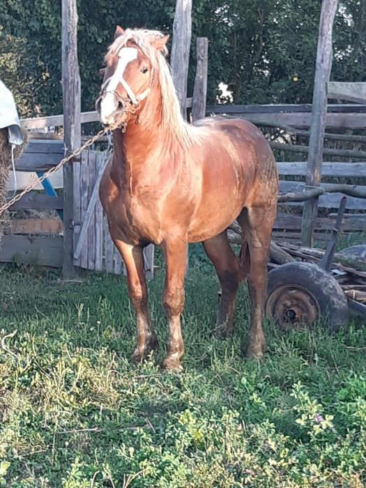 Продам трирічного жеребця