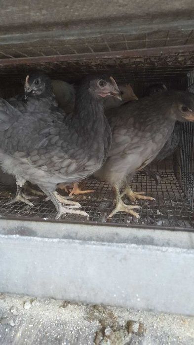 Продам кури Чеський домінант на яйця