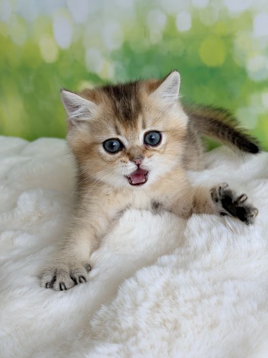 Мальчик няшка британские котята