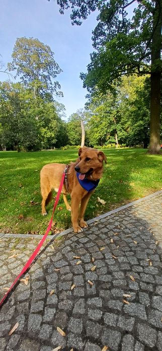 Moje świąteczne marzenie to dom
