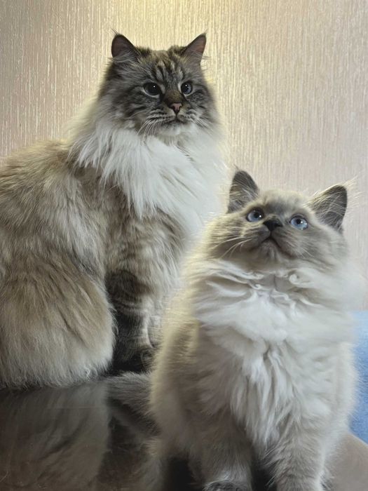 Кошеня Невська маскарадна