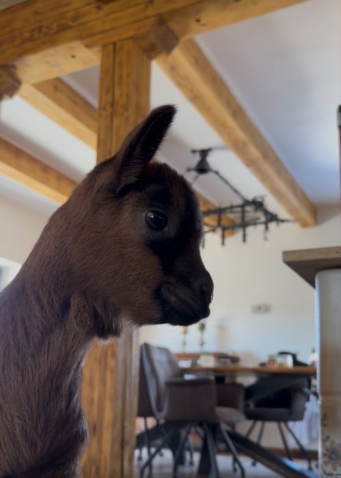 Koziolek Alpejski 100%